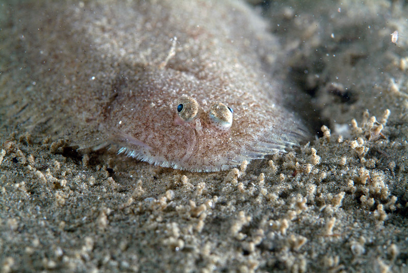 Buglossidium luteum (Risso, 1810)
